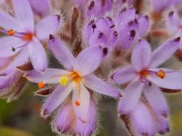 Dilatris corymbosa flowers